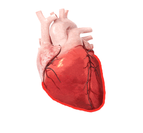 Heart Animation
